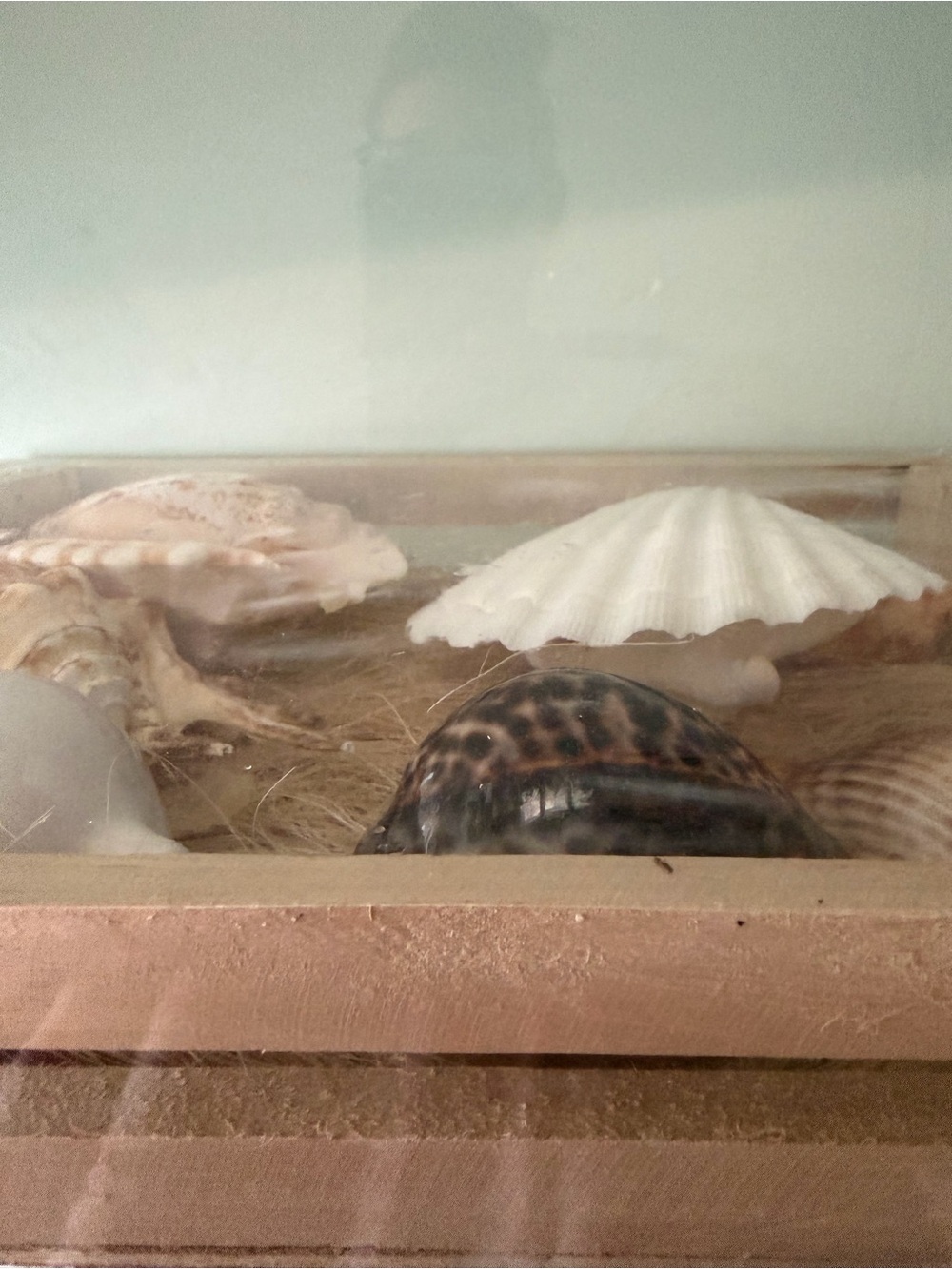 Coastal SeaShell Collection - Picture 12 of 13